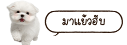 629130233