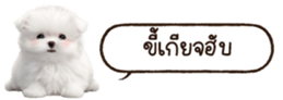 629130237