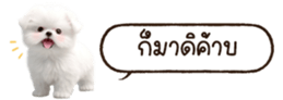 629130242
