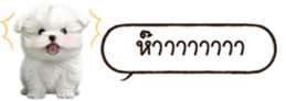 629130243