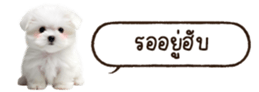 629130250