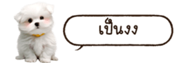 629130252