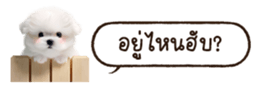 629130258