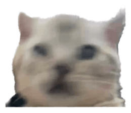 629154328