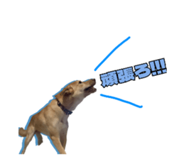 629156520