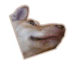 629156532