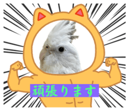 629555988
