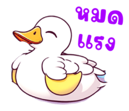 630027447