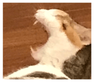 630558720