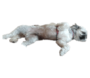 631215207
