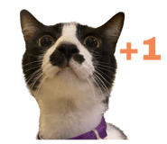 631980038