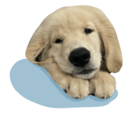 ลายที่ 3