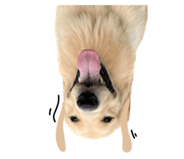 ลายที่ 9