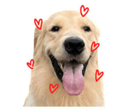 ลายที่ 11