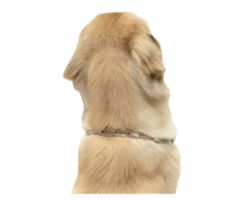 ลายที่ 13