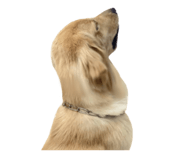 ลายที่ 15