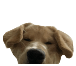 ลายที่ 17