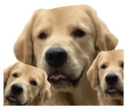 ลายที่ 21