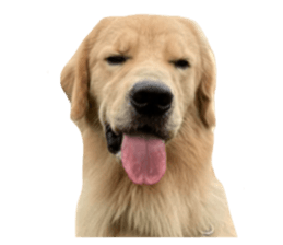 ลายที่ 23