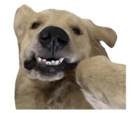 ลายที่ 25