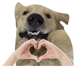 ลายที่ 29