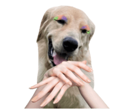 ลายที่ 31