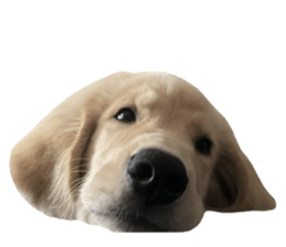 ลายที่ 37