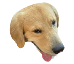 ลายที่ 39