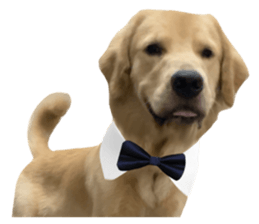 ลายที่ 41