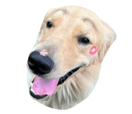 ลายที่ 43