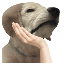 ลายที่ 45