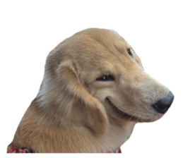 ลายที่ 47