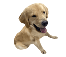 ลายที่ 49