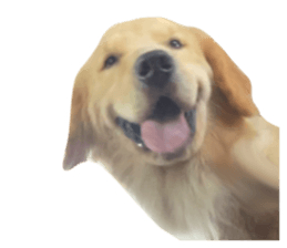 ลายที่ 51