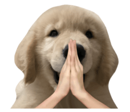 ลายที่ 53