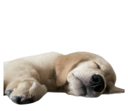 ลายที่ 59