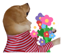 ลายที่ 63