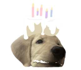 ลายที่ 67