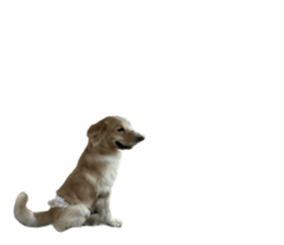 ลายที่ 69