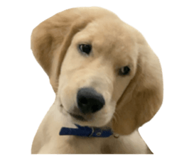 ลายที่ 71