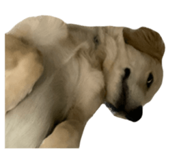 ลายที่ 75