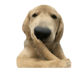 ลายที่ 77