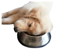 ลายที่ 79