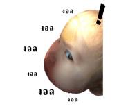 632648257