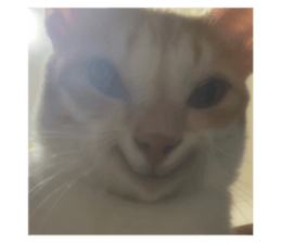 632876971