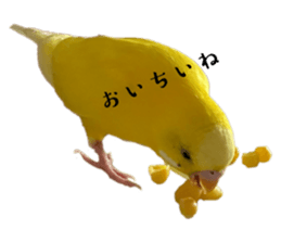 632894521