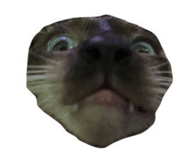 632938134