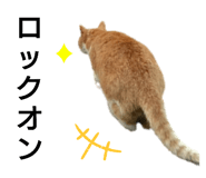 632955525