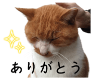 632955528