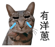 63305377